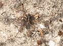 Pardosa_monticola_D2948_D_82_NP De Hoge Veluwe_Nederland